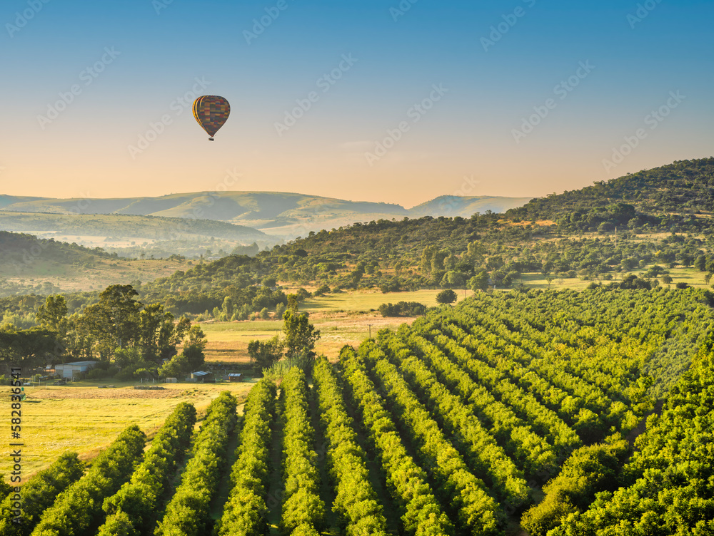 Rows of fruit treet and a Colourful hot air balloon flying over them in Magaliesburg at down, Gauteng, South Africa