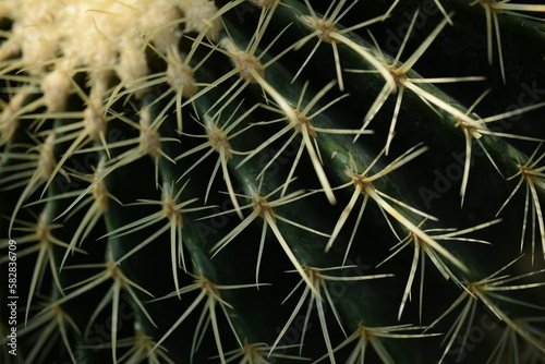 Cactus needles close-up, green succulent close-up, virid cactus texture, lawny natural background, detailed cactus texture close-up, cactus needles on a green background, verdant color gradient photo