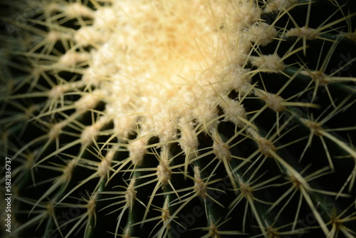 Cactus needles close-up  green succulent close-up  virid cactus texture  lawny natural background  detailed cactus texture close-up  cactus needles on a green background  verdant color gradient