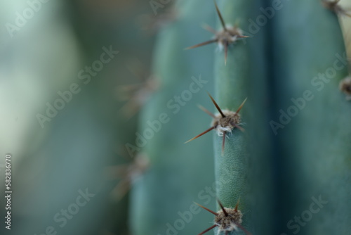 green succulent close-up, sustainable development concept, desert cactus parts, cactus needles, succulent needles close-up, green texutra succulent © Анна Климчук