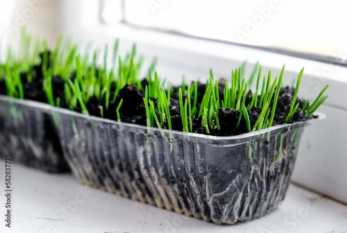 Young seedlings in small plastic pot on windows sill. Earth Day and new life. Seedling oat cultivation indoor in black soil. Healthy sprouts.