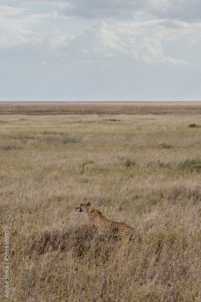 Wild cheetah in serengeti national park Wild cheetah in serengeti national park
