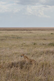Wild cheetah in serengeti national park