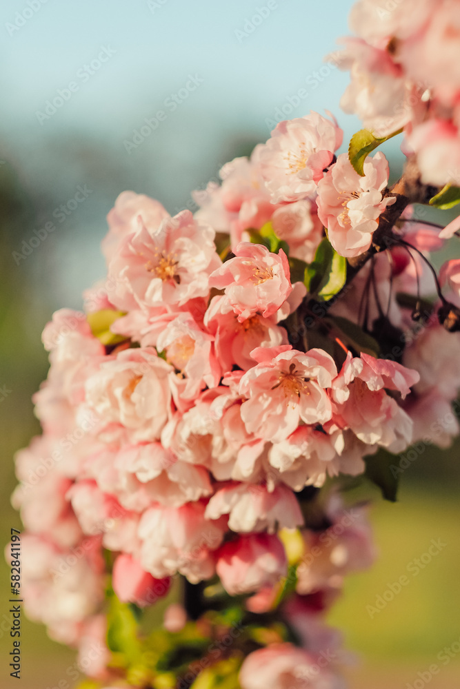 Spring in nature, blossoming flowers, apple blossoms
