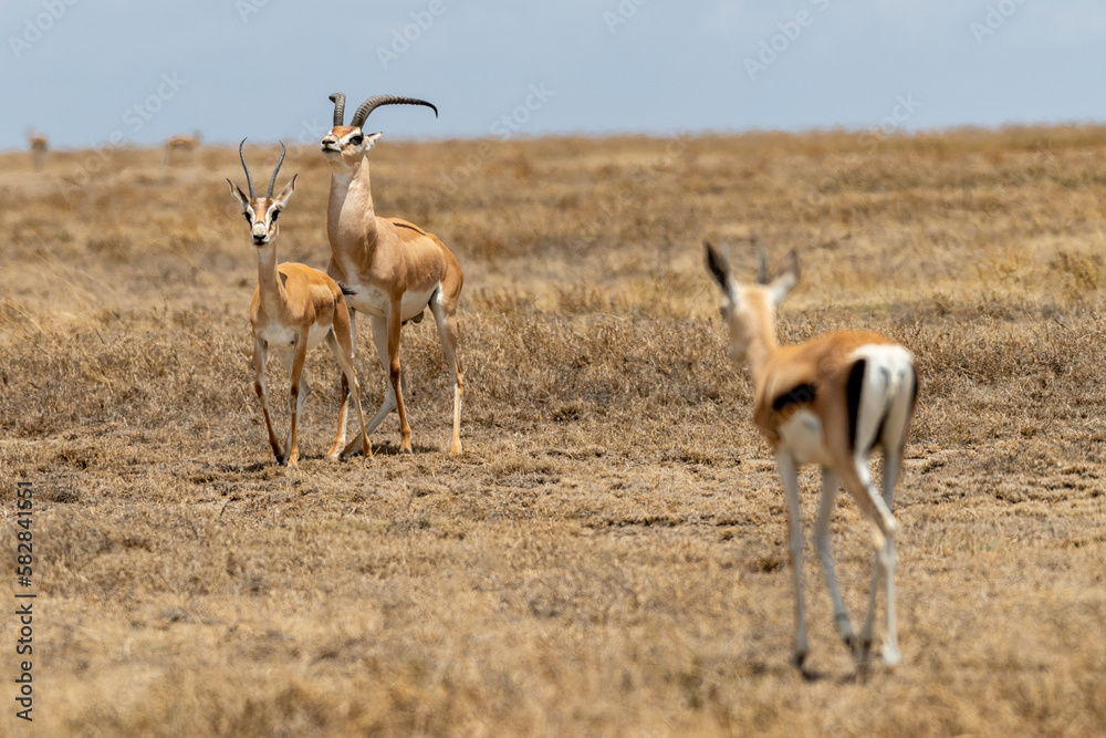 Naklejka premium Wild Thomson's gazelles in the African savannah