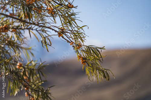 Branch of sea buckthorn with orange ripe edible fruits in autumn in the mountains, sea buckthorn edible in sunny November in the mountains © Denis