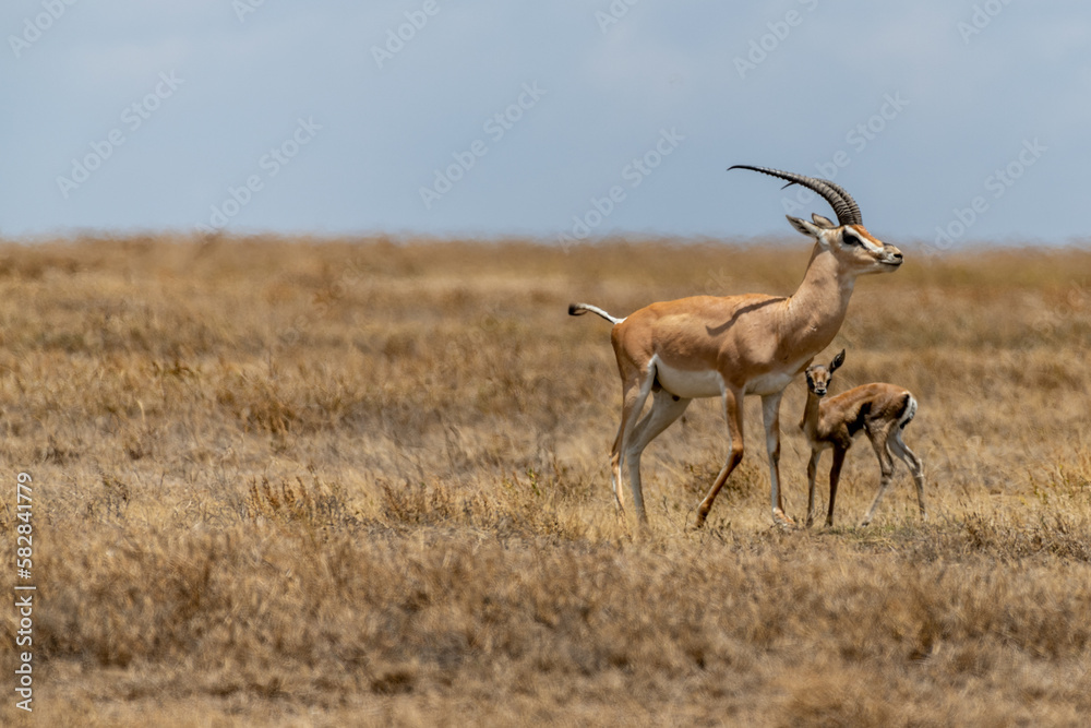 Naklejka premium Wild Thomson's gazelles in serengeti national park