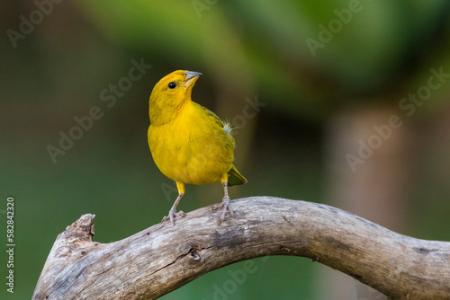 A male of Saffron Finch also known as Canario or Chirigue Azafranado perched on the branch. Species Sicalis flaveola. Birdwatcher.  Bird lover. Birding. Yellow bird. © Fernando Calmon