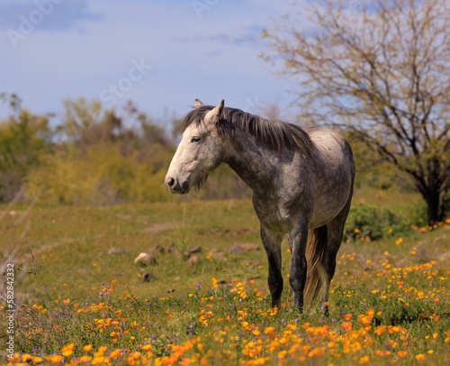 Grey horse in meadow in field of wildflowers poppies, grass desert bush,  © Laura Franklin 