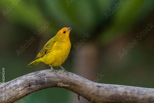 A male of Saffron Finch also known as Canario or Chirigue Azafranado perched on the branch. Species Sicalis flaveola. Birdwatcher. Bird lover. Birding. Yellow bird.