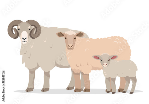 Family of sheeps. Male and female farm animals. Sheep  ram and baby lamb icons. Wool production. Vector flat or cartoon illustration isolated on white background.