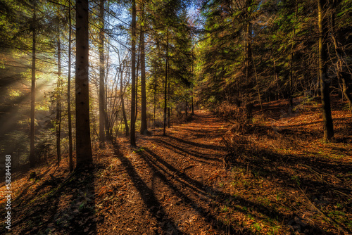 Fototapeta Naklejka Na Ścianę i Meble -  Leśna ścieżka jesienią, kolorowe drzewa, kiściem poranne promienie słońca