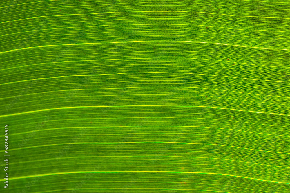 shadow and structure of a palm leave shadow and structure of a palm leave