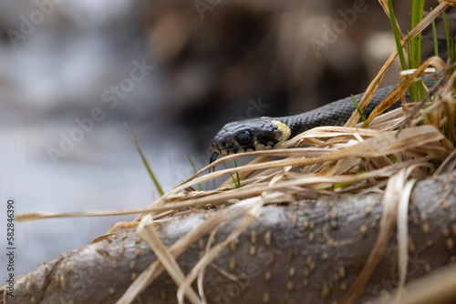 Grass snake hunting in the grass