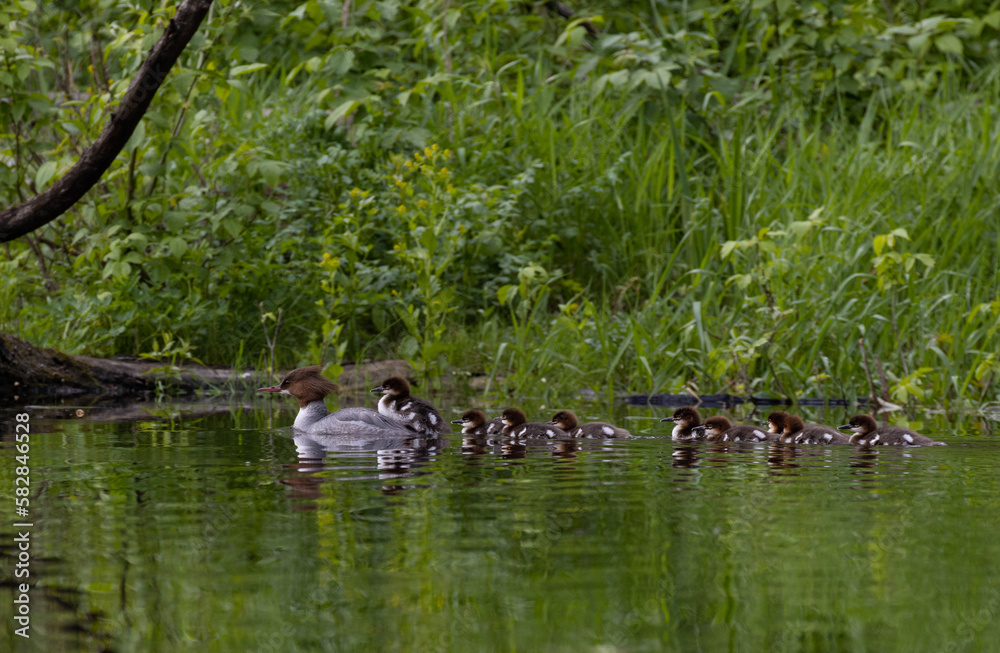 Fototapeta premium A merganser and her babies swimming in a pond