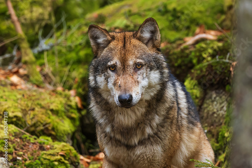 Eurasian wolf (Canis lupus lupus) their animal view