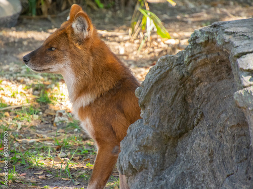 Nice specimen of dhole taken in a large zoological garden photo