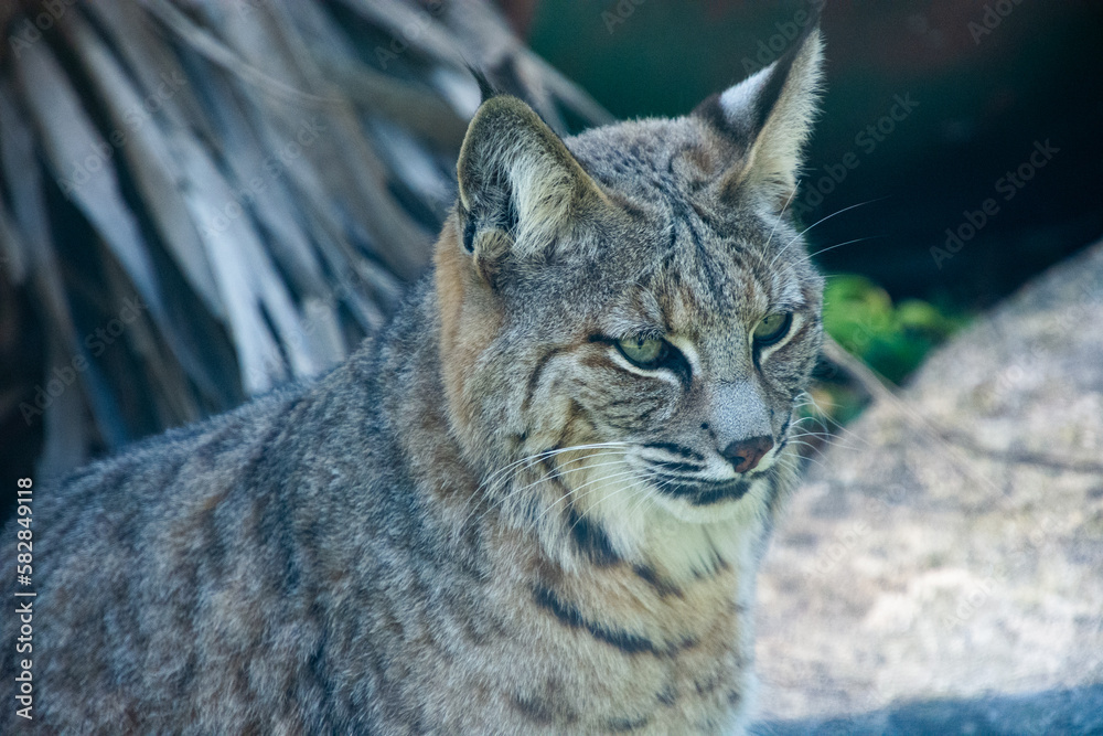 Nice specimen of lynx taken in a large zoological garden Nice specimen of lynx taken in a large zoological garden