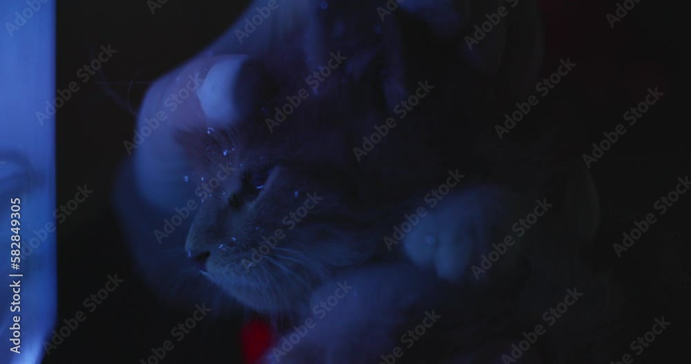 A kitten in the ultraviolet light of a lamp. A veterinarian diagnoses a