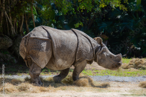 Nice specimen of rhinoceros taken in a large zoological garden