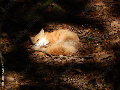 Obraz na plátně Red fox sleeping in leaves
