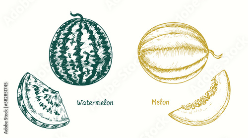 Watermelon (Citrullus lanatus) whole and slice, Melon ( Cucurbitaceae ) fruit and slice. Ink doodle drawing in woodcut style