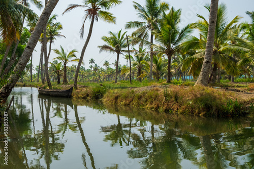 Palm trees on an island in Kerala, India