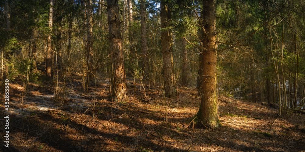 Fototapeta premium deep pine forest in warm spring light