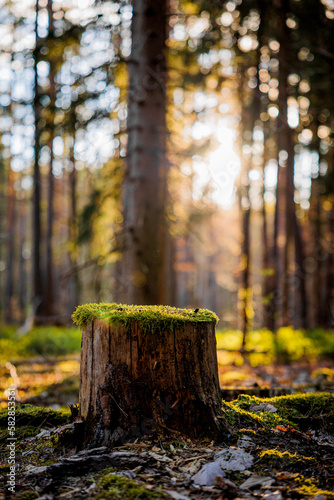 tree trunk with moss in spring