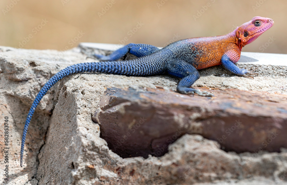 lizard basking in the sun in serengeti national park lizard basking in the sun in serengeti national park