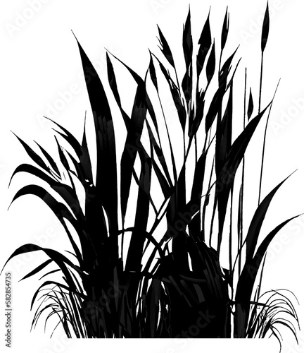 Image of a silhouette reed or bulrush on a white background.Monochrome image of a plant on the shore near a pond.