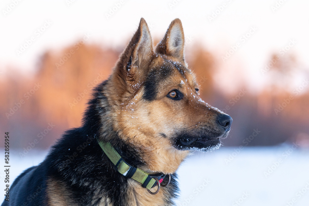 Portrait of an adult German shepherd on a late winter evening in Estonia, Northern Europe
Portrait of an adult German shepherd on a late winter evening in Estonia, Northern Europe