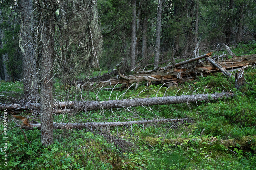 Obraz premium A primeval taiga forest with some dead wood on the ground in Konttainen near Kuusamo, Northern Finland