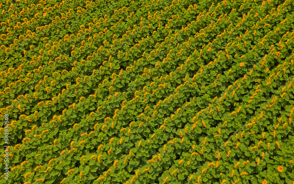 Sunflower field in bloom aerial