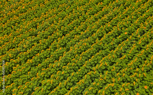 Sunflower field in bloom aerial