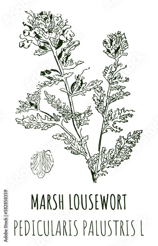 Drawings of MARSH LOUSEWORT. Hand drawn illustration. Latin name PEDICULARIS PALUSTRIS L. photo