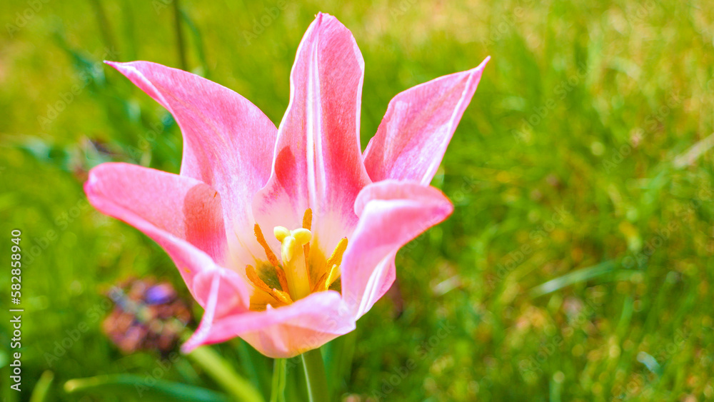 CLOSE UP, DOF Gorgeous blooming pink tulip flower with visible pistil and stamen CLOSE UP, DOF Gorgeous blooming pink tulip flower with visible pistil and stamen