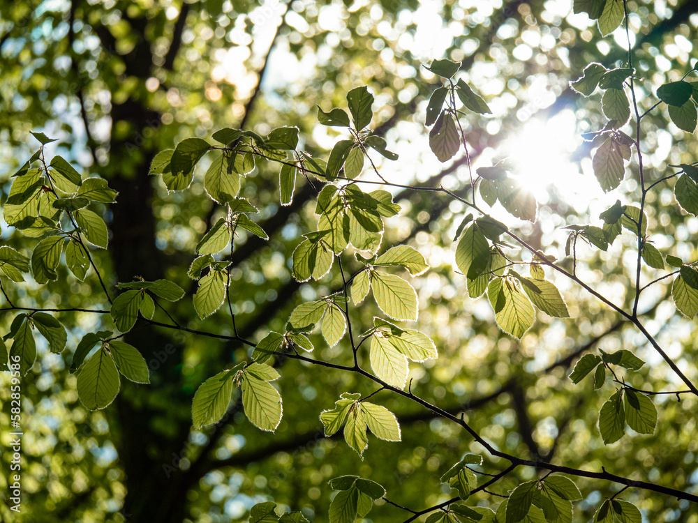 CLOSE UP, LENS FLARE Sun shines through young spring leaves of beech tree branch