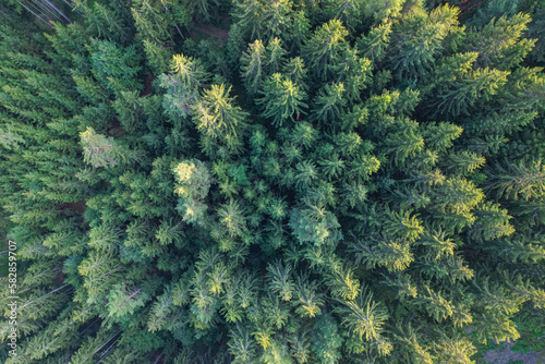 AERIAL TOP DOWN  Mountain spruce forest illuminated with last rays of sunlight