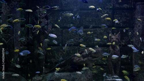 The aquarium is full of small fish. Behind the statues are ancient. Yellow, blue, and white fish swim in a large aquarium