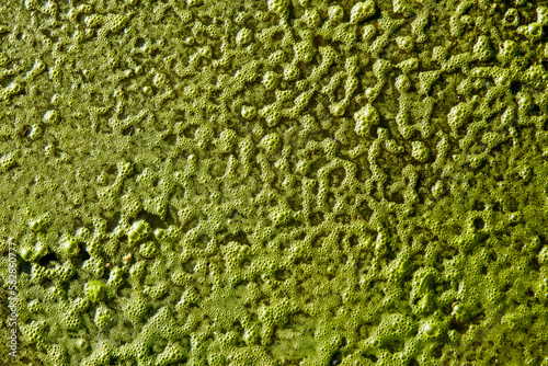 Detail of puddle covered in greenish slime