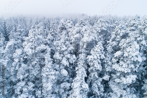 A high-angle shot of a Pine grove on a snowy winter day in rural Estonia, Northern Europe © adamikarl