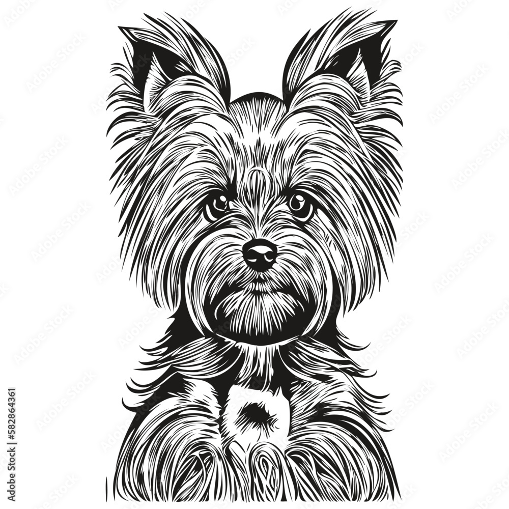 Yorkshire Terrier dog vector illustration, hand drawn line art pets ...