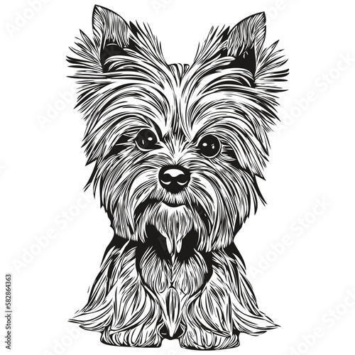 Yorkshire Terrier dog vector illustration, hand drawn line art pets logo black and white