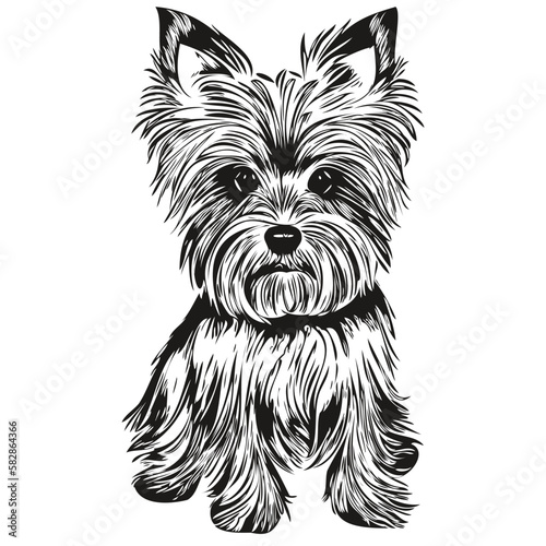 Yorkshire Terrier dog vector illustration, hand drawn line art pets logo black and white