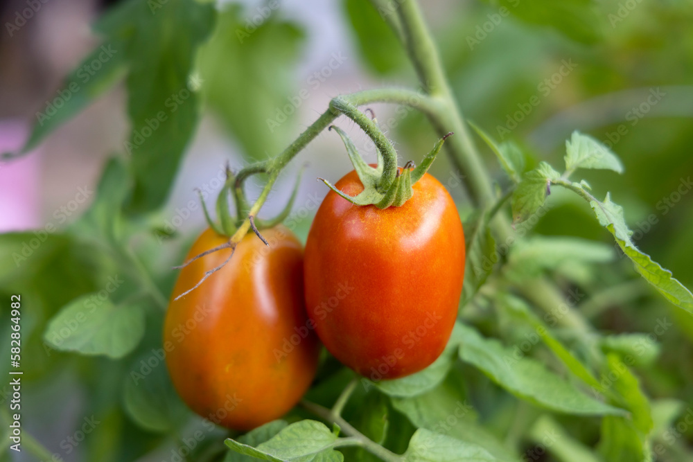 Fresh Tomatoes growing in the garden