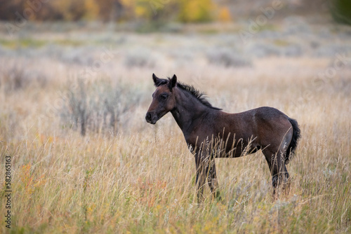Beautiful young horse in Utah field
