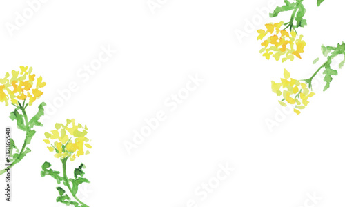 水彩画。水彩タッチの菜の花ベクターイラスト。春の菜の花リアルタッチ挿絵フレーム。Watercolor painting. Watercolor touch rape blossoms vector illustration. Spring rape blossoms realistic touch illustration frame.