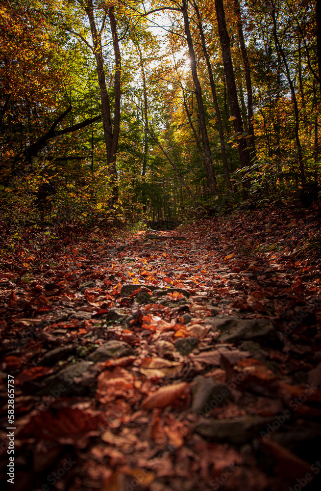 autumn in the woods autumn in the woods