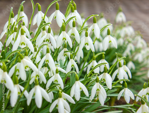 Snowdrops spring background. Spring flowers for a postcard. Snowdrop or common snowdrop (Galanthus nivalis) flowers.